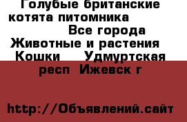 Голубые британские котята питомника Silvery Snow. - Все города Животные и растения » Кошки   . Удмуртская респ.,Ижевск г.